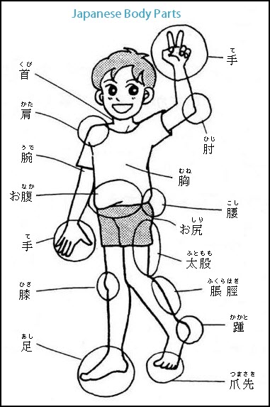 Japanese Body Parts Words and Vocabulary