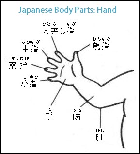 Japanese Body Parts Words and Vocabulary