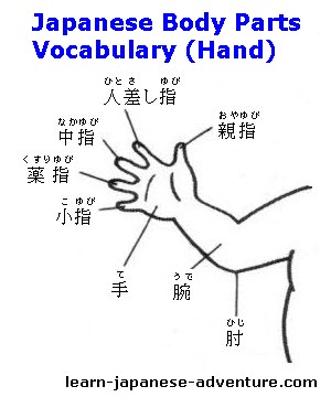 Japanese Body Parts Words and Vocabulary
