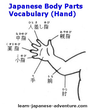 Japanese Body Parts Words And Vocabulary - 